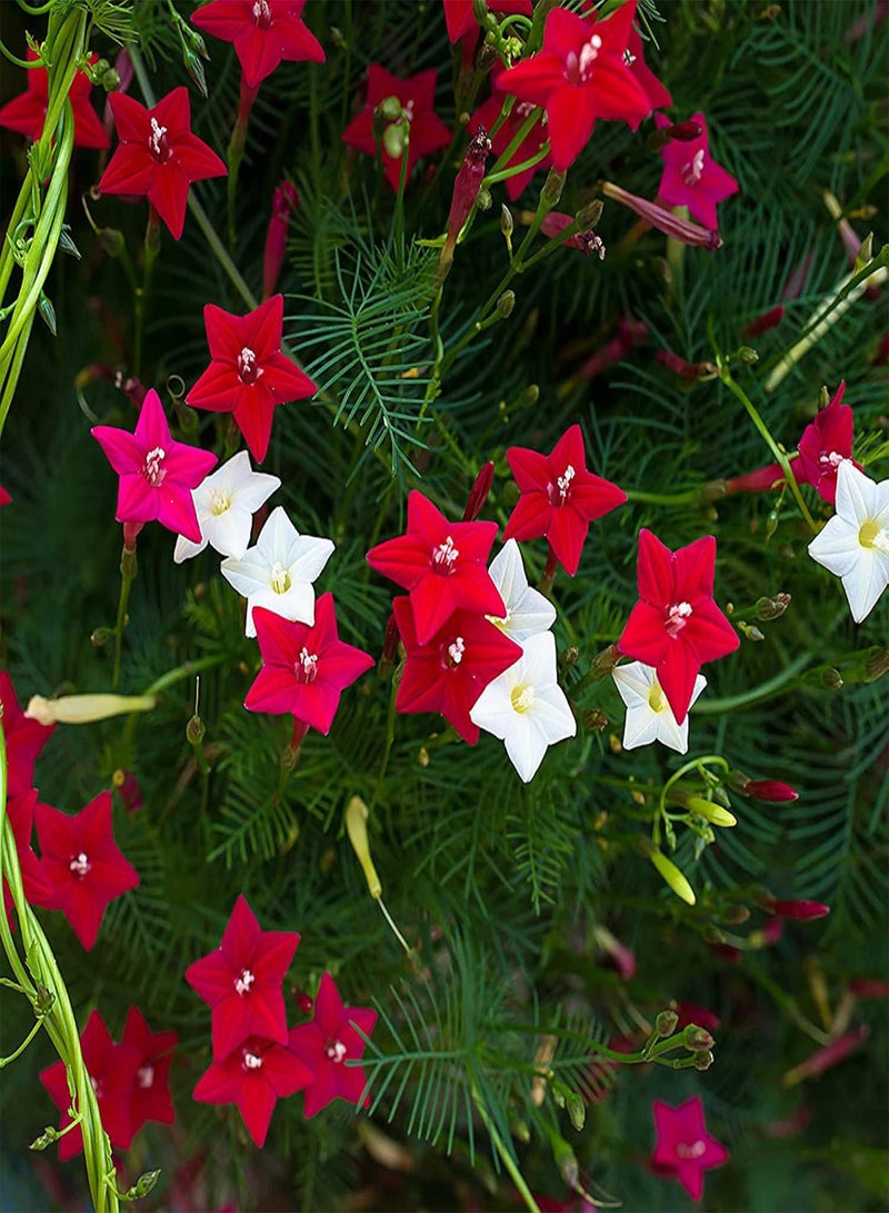 GGOOT Green Garden Flower Plants-100/200Pcs Cypress Vine Seeds Climbing Plant Flower Garden Bonsai Home Decor - 100pcs Cypress Vine Seeds - Image 4