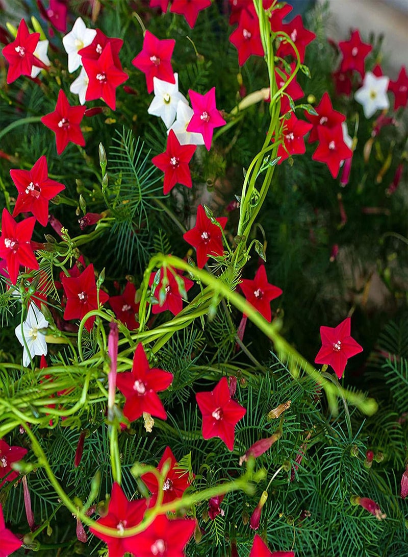 GGOOT Green Garden Flower Plants-100/200Pcs Cypress Vine Seeds Climbing Plant Flower Garden Bonsai Home Decor - 100pcs Cypress Vine Seeds - Image 3