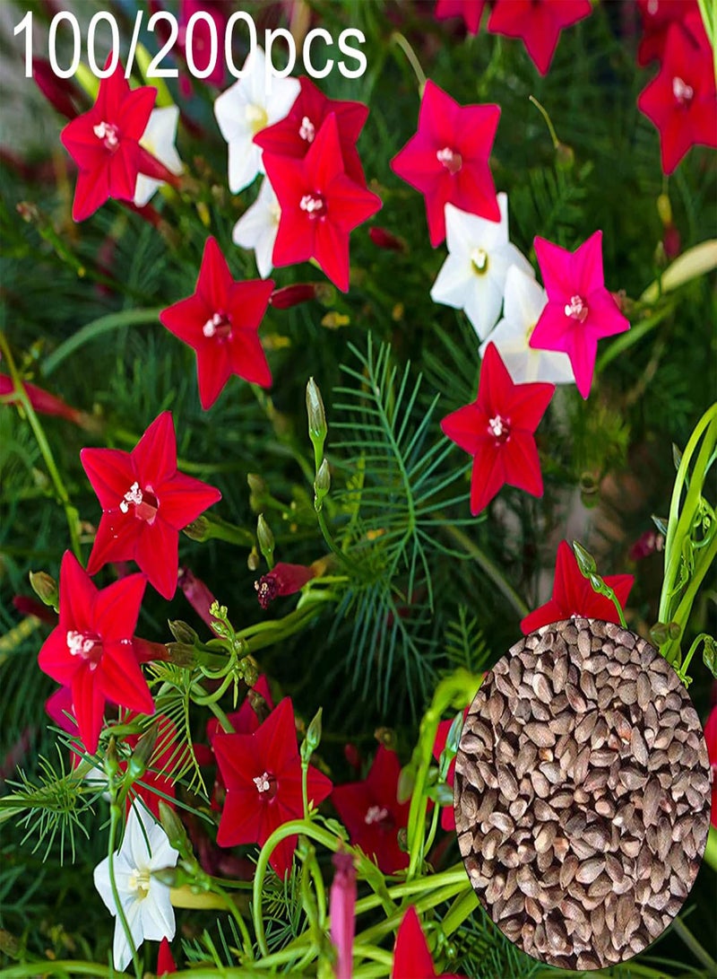 GGOOT Green Garden Flower Plants-100/200Pcs Cypress Vine Seeds Climbing Plant Flower Garden Bonsai Home Decor - 100pcs Cypress Vine Seeds - Image 2