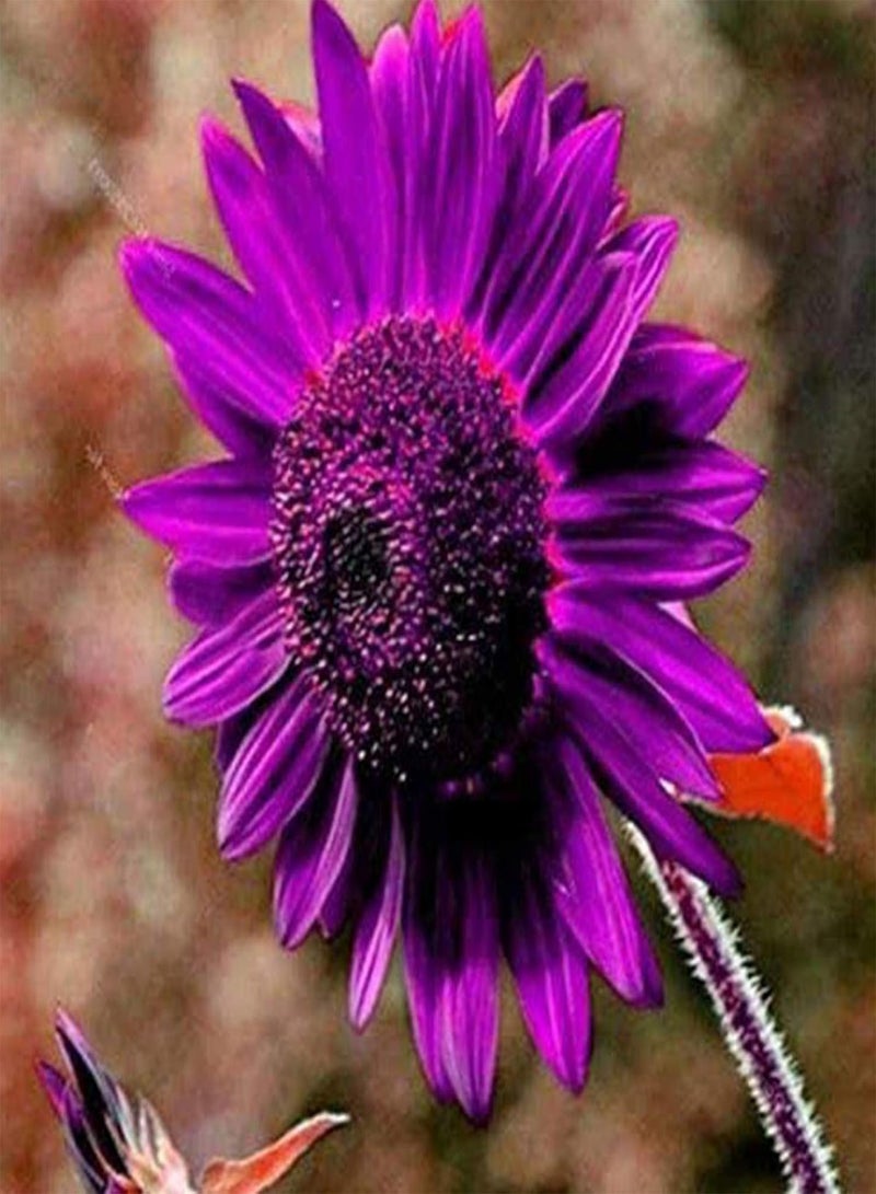 جي جوت 100 بذرة من بذور عباد الشمس النادرة، بذور عباد الشمس الملونة باللون الأحمر/الأرجواني/الوردي، مناسبة للزراعة في الحدائق الخارجية وزراعة بذور عباد الشمس الأرجوانية - Image 4