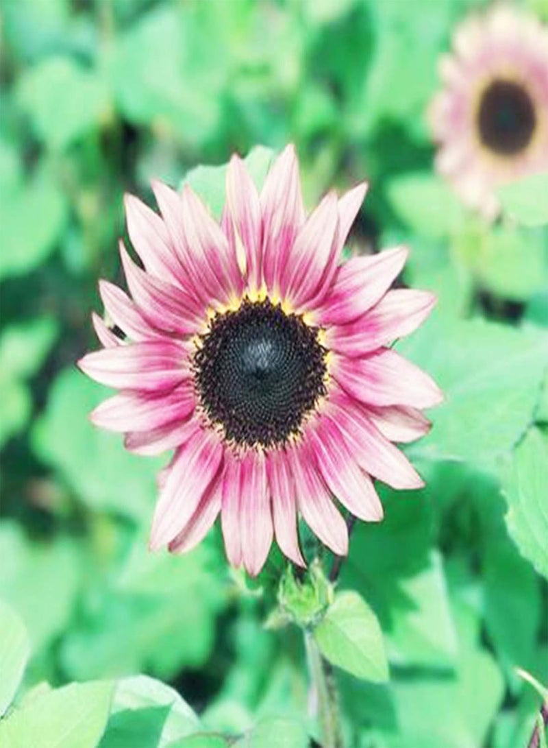 جي جوت 100 بذرة من بذور عباد الشمس النادرة، بذور عباد الشمس الملونة باللون الأحمر/الأرجواني/الوردي، مناسبة للزراعة في الحدائق الخارجية وزراعة بذور عباد الشمس الأرجوانية - Image 3