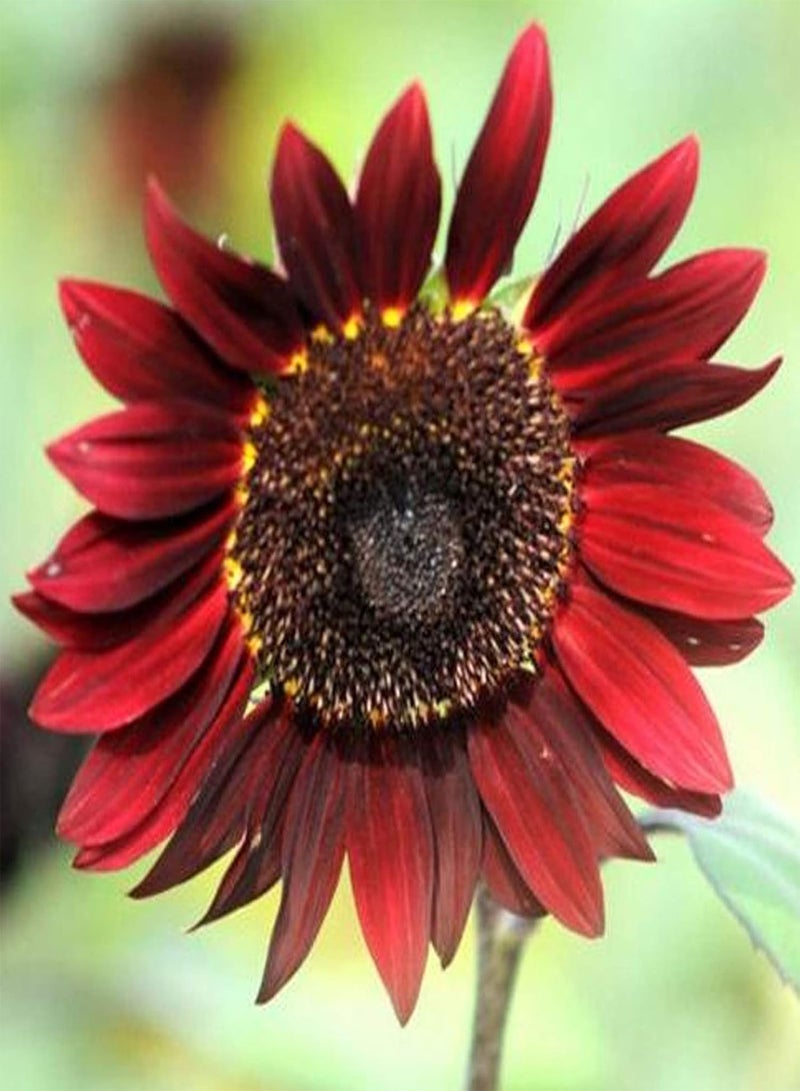 جي جوت 100 بذرة من بذور عباد الشمس النادرة، بذور عباد الشمس الملونة باللون الأحمر/الأرجواني/الوردي، مناسبة للزراعة في الحدائق الخارجية وزراعة بذور عباد الشمس الأرجوانية - Image 5