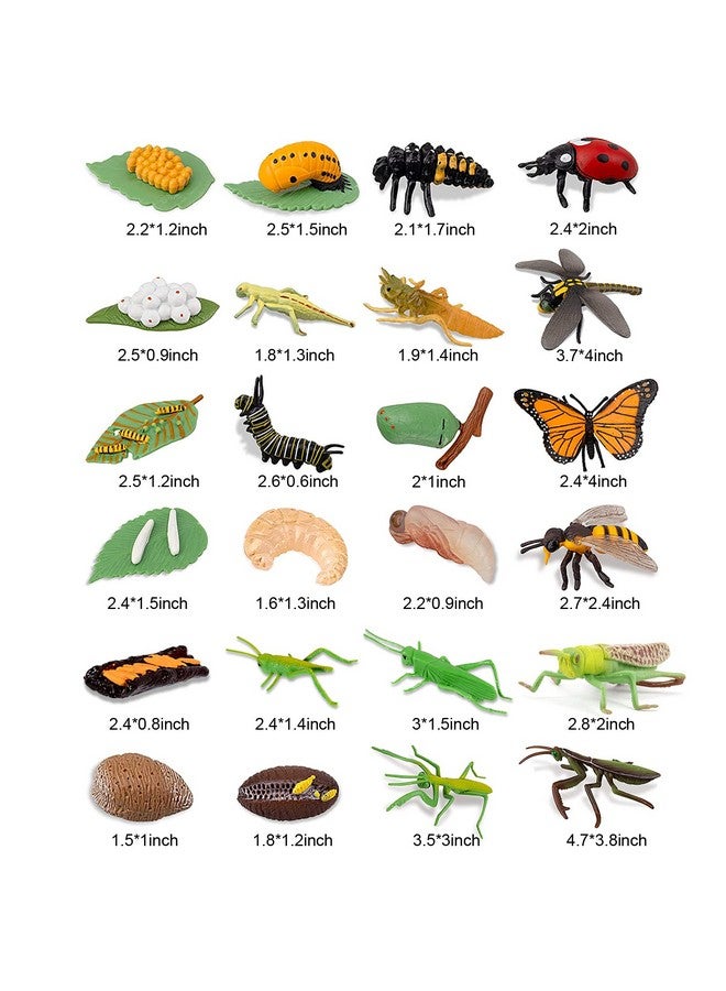 Odowalker 24PCS Life Cycle Figures,Insect Figurines Life Cycle of Monarch Butterfly,Honey Bee,Ladybug,Praying Mantis,Dragonfly,Grasshopper Safariology Bug Figures Kits Educational School Project - Image 2