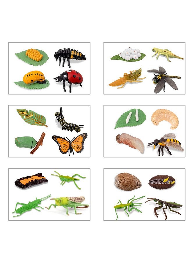 Odowalker 24PCS Life Cycle Figures,Insect Figurines Life Cycle of Monarch Butterfly,Honey Bee,Ladybug,Praying Mantis,Dragonfly,Grasshopper Safariology Bug Figures Kits Educational School Project - Image 5
