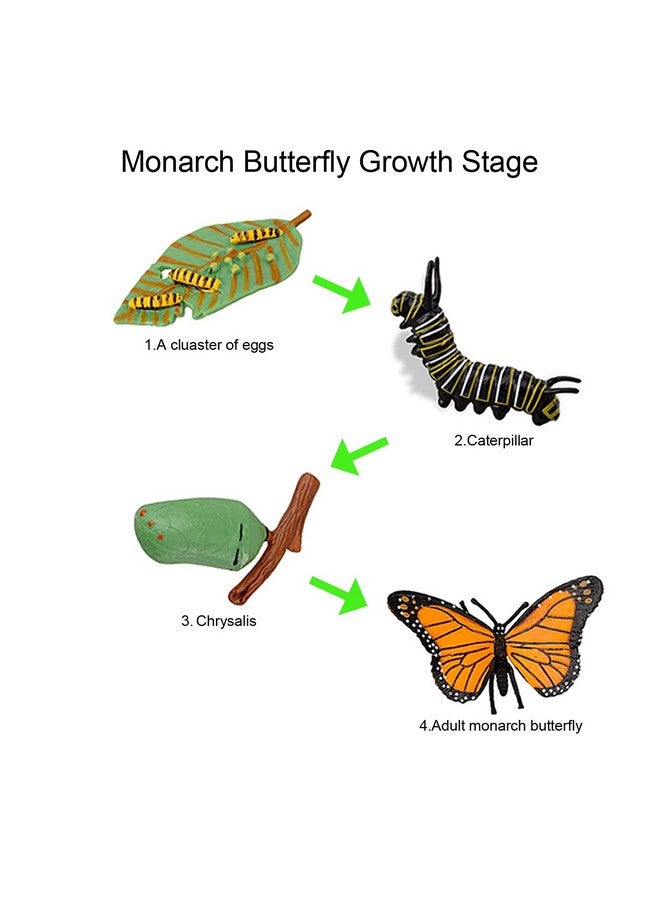 Odowalker 24PCS Life Cycle Figures,Insect Figurines Life Cycle of Monarch Butterfly,Honey Bee,Ladybug,Praying Mantis,Dragonfly,Grasshopper Safariology Bug Figures Kits Educational School Project - Image 4