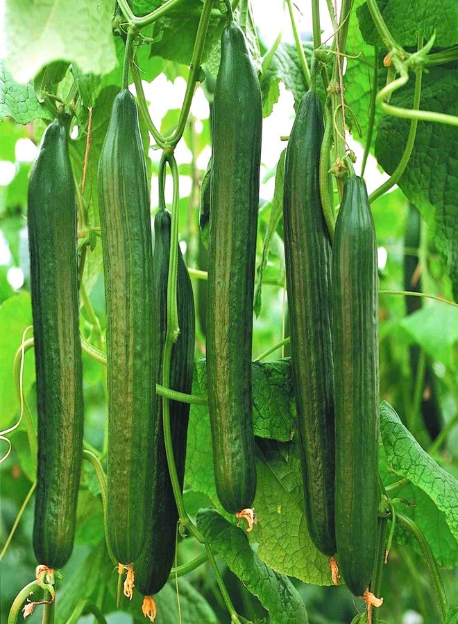 بذور خيار تومورو سيدز - إنجلش تلغراف - عبوة تحتوي على أكثر من 30 بذرة - لزراعة الخيار المقرمش في الحديقة أو في البيوت الزجاجية عام 2025 - Image 1