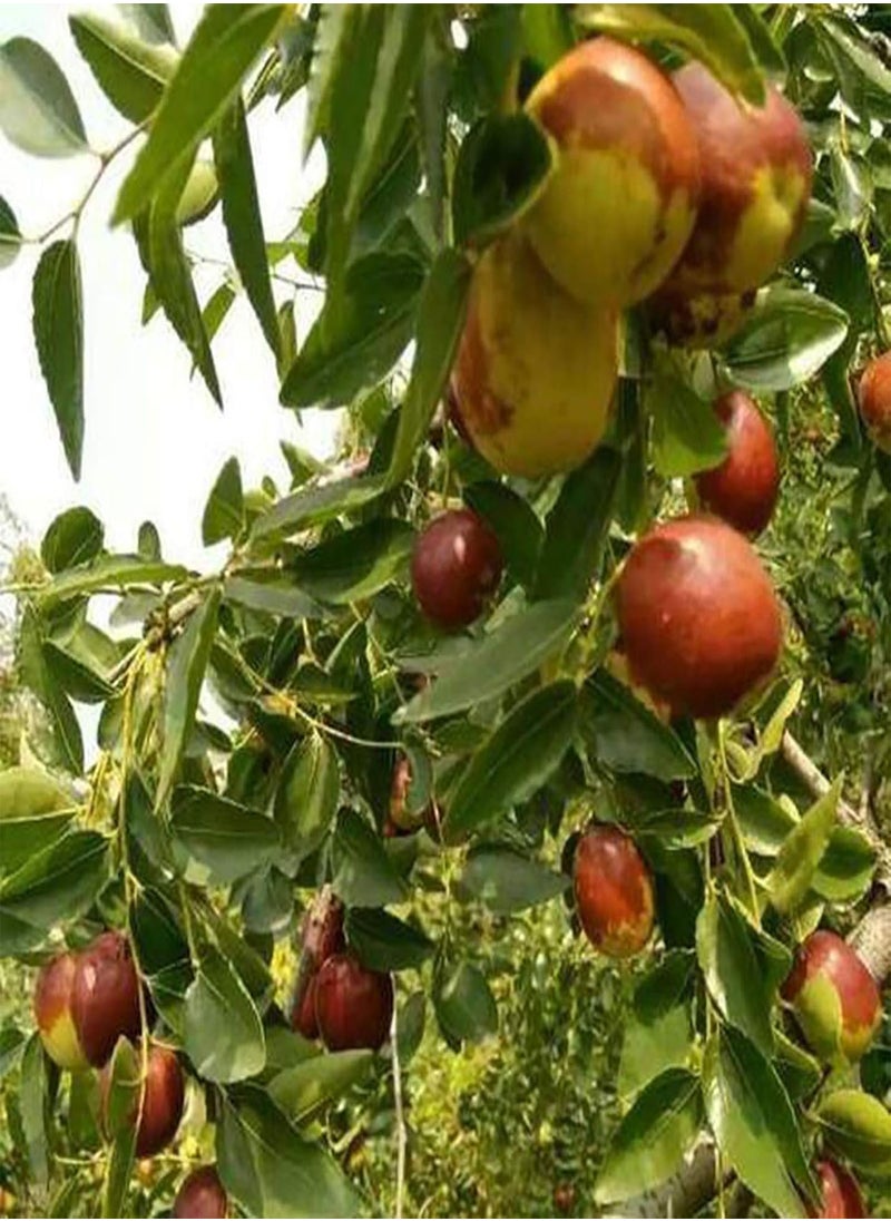 جي جوت 100 قطعة من بذور العناب، بذور فواكه طبيعية خفيفة الوزن، ديكور المزرعة - بذور العناب - بذور الزهور - بذور الخضروات - بذور الفاكهة - بذور نباتات الحديقة  - Image 4