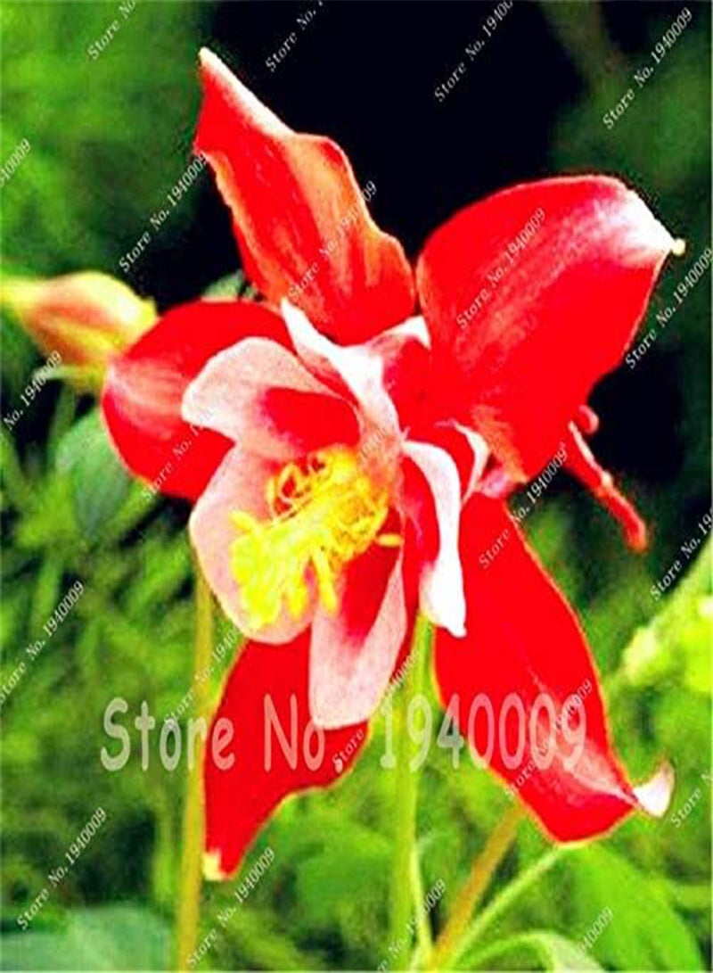 جي جوت بذور زهرة أكويلجيا جديدة 100 قطعة للزراعة باللون الأحمر والأبيض 1 - Image 3