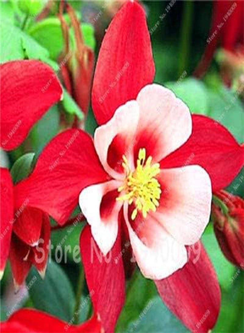 جي جوت بذور زهرة أكويلجيا جديدة 100 قطعة للزراعة باللون الأحمر والأبيض 1 - Image 1