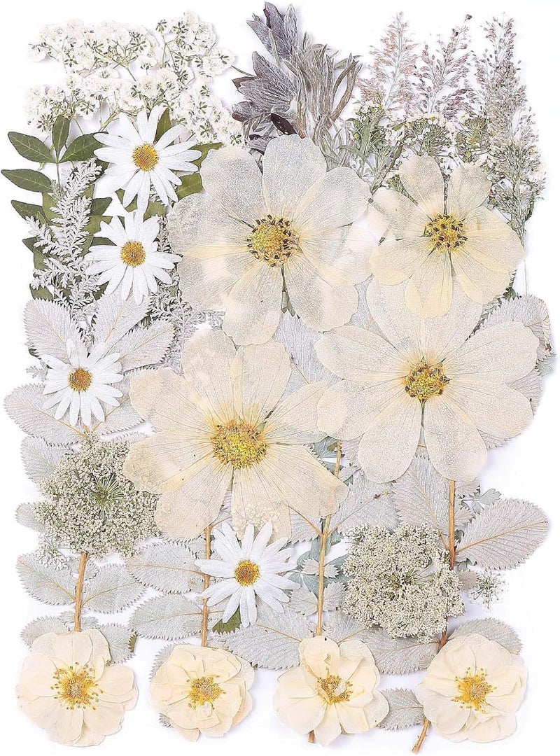 ZMRU 12“ Large Dried Pressed Flowers for Art Crafts, Real Dry Natural Flower Leaf Fruit Bulk for Resin Mold, Cake Decor, Glass Frame (Winter Silver) - Image 1