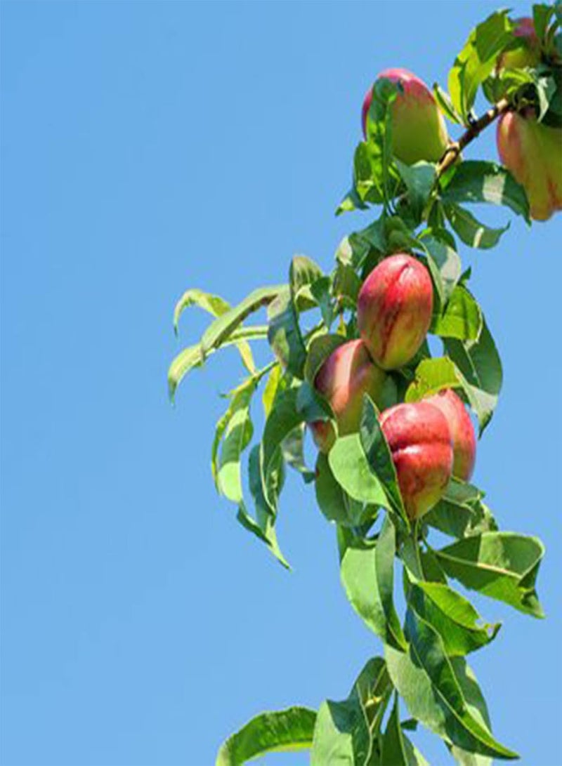 جي جوت بذور فاكهة طازجة مع 5 قطع/كيس من بذور النكتارين، شتلات أشجار فاكهة مثمرة ومتكيفة جيدًا لزراعة الحدائق والمناظر الطبيعية المنزلية - Image 2