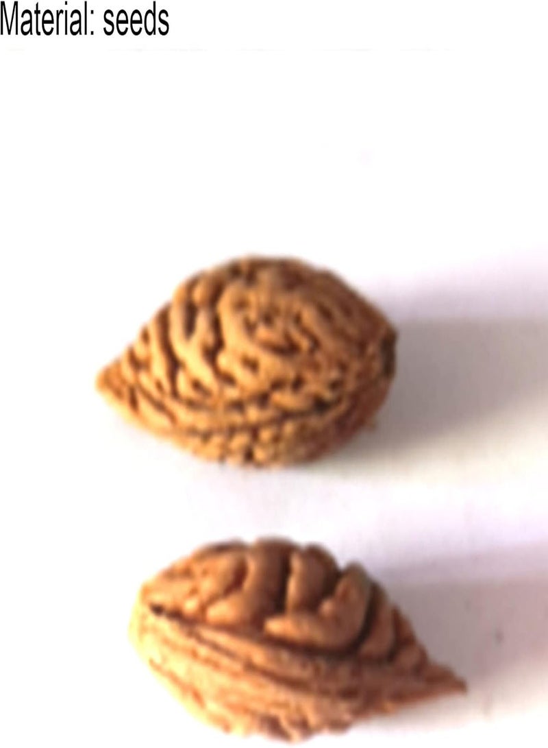 جي جوت بذور فاكهة طازجة مع 5 قطع/كيس من بذور النكتارين، شتلات أشجار فاكهة مثمرة ومتكيفة جيدًا لزراعة الحدائق والمناظر الطبيعية المنزلية - Image 5