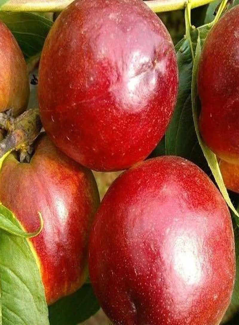 جي جوت بذور فاكهة طازجة مع 5 قطع/كيس من بذور النكتارين، شتلات أشجار فاكهة مثمرة ومتكيفة جيدًا لزراعة الحدائق والمناظر الطبيعية المنزلية - Image 4