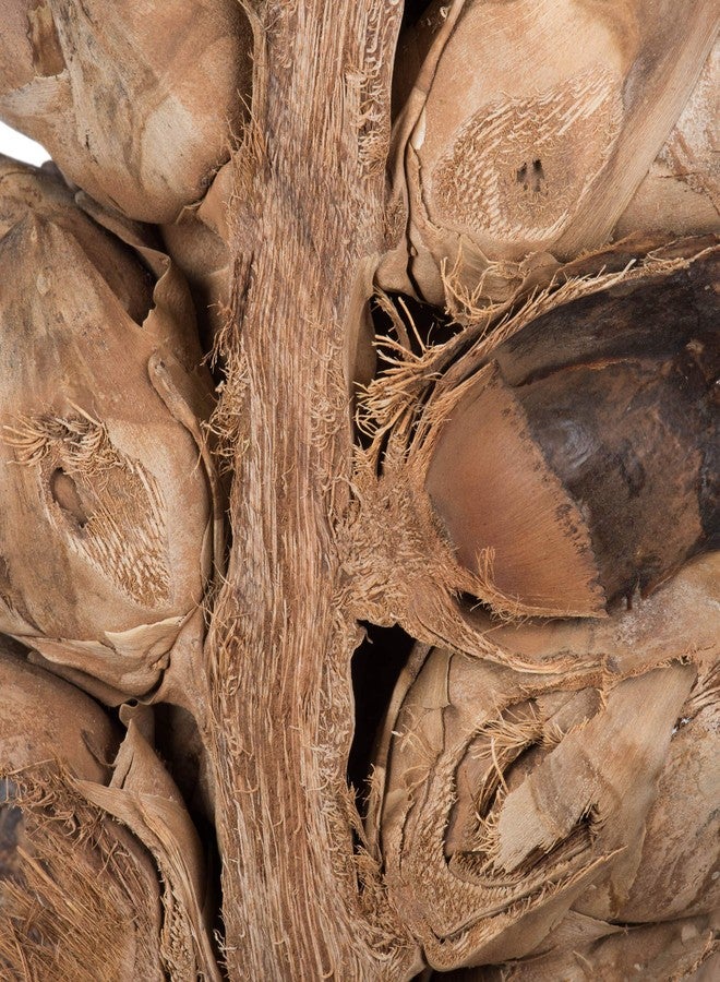 فيكرمان قرن بذور عملاق طبيعي من فيكرمان، نصف قرن بارتفاع 26 بوصة، ديكور حقيقي محفوظ لقرن البذور للمنزل أو للتنسيقات اليومية - Image 3