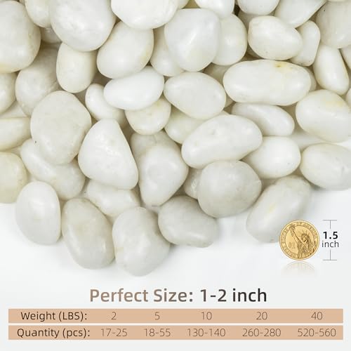 FINIKIS 2lbs White Pebbles for Indoor Plants, 1-2Inch Natural River Rocks for Aquarium, High Polished Decorative Stones for Vase Filler Fish Tank Landscaping Garden - Image 2