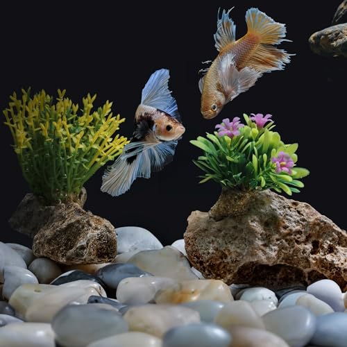 FINIKIS 2lbs White Pebbles for Indoor Plants, 1-2Inch Natural River Rocks for Aquarium, High Polished Decorative Stones for Vase Filler Fish Tank Landscaping Garden - Image 4