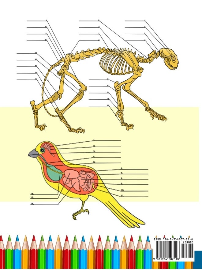 Animal & Cat Anatomy Coloring Book: 2-in-1 Compilation | Incredibly Detailed Self-Test Veterinary & Feline Anatomy Color workbook - Image 2