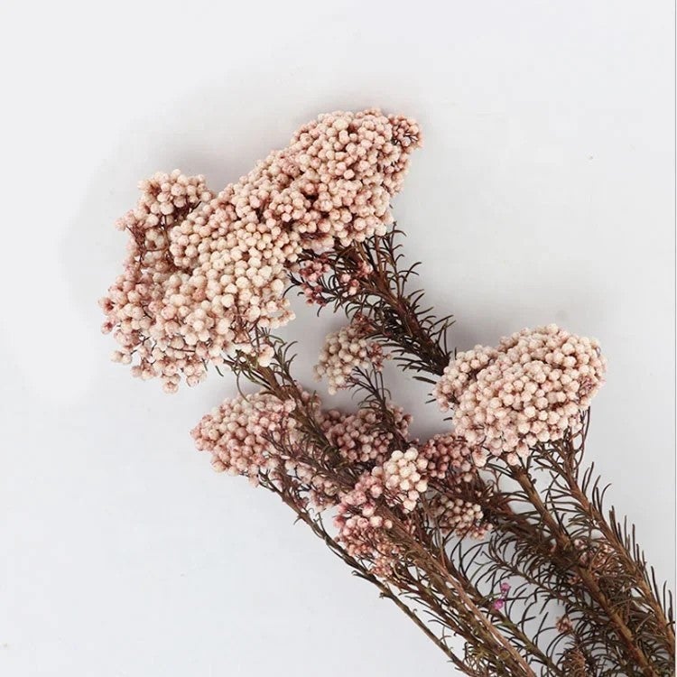 Bluejw Natural Dried Millet Flower Rice Flowers – Small Preserved Dried Plants for Wedding Floral Decor, Rustic Bouquet Fillers & Boho Home Arrangements - Image 4