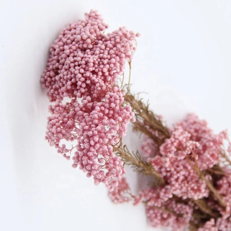 Bluejw Natural Dried Millet Flower Rice Flowers – Small Preserved Dried Plants for Wedding Floral Decor, Rustic Bouquet Fillers & Boho Home Arrangements - Image 3