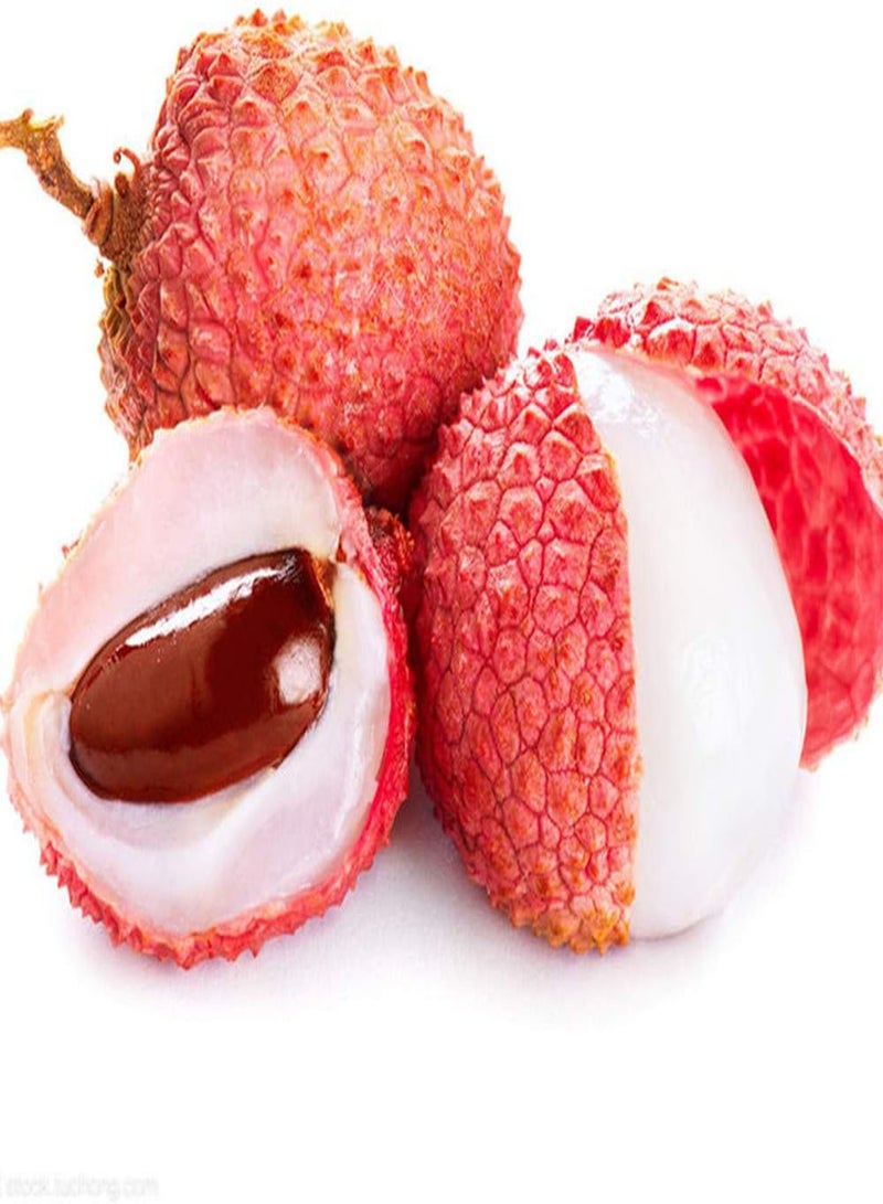 جي جوت 10 قطع من بذور الليتشي، أشجار الفاكهة المزخرفة الموسمية اللذيذة والحلوة، بذور الليتشي الملقحة المفتوحة والخالية من الكائنات المعدلة وراثيًا لزراعة الشرفة في الحديقة، ديكور رائع للحدائق - Image 1