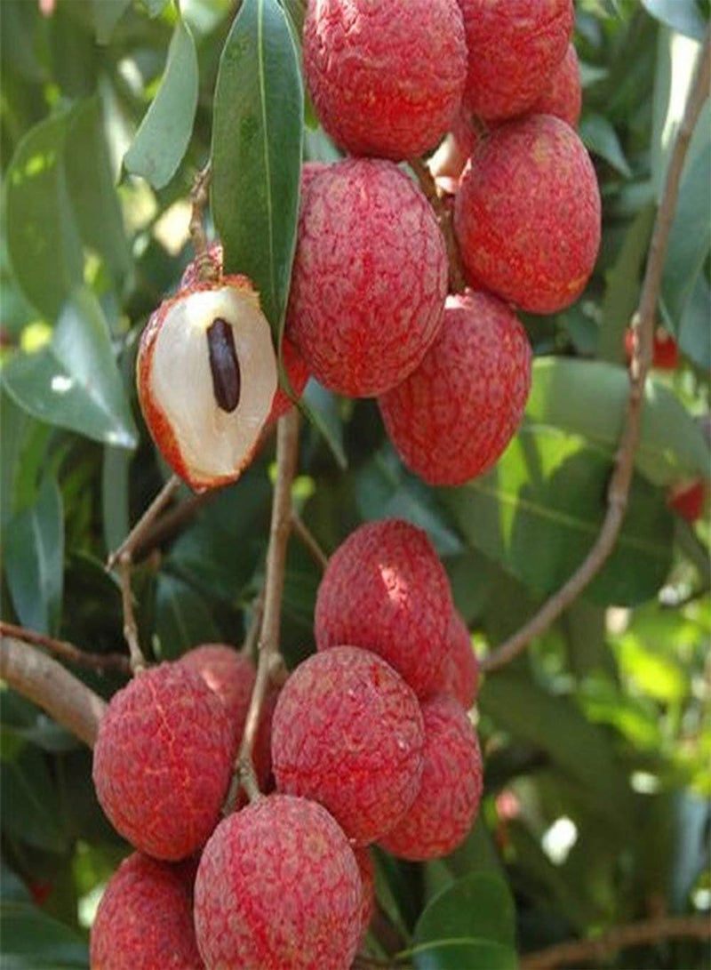 جي جوت 10 قطع من بذور الليتشي، أشجار الفاكهة المزخرفة الموسمية اللذيذة والحلوة، بذور الليتشي الملقحة المفتوحة والخالية من الكائنات المعدلة وراثيًا لزراعة الشرفة في الحديقة، ديكور رائع للحدائق - Image 3