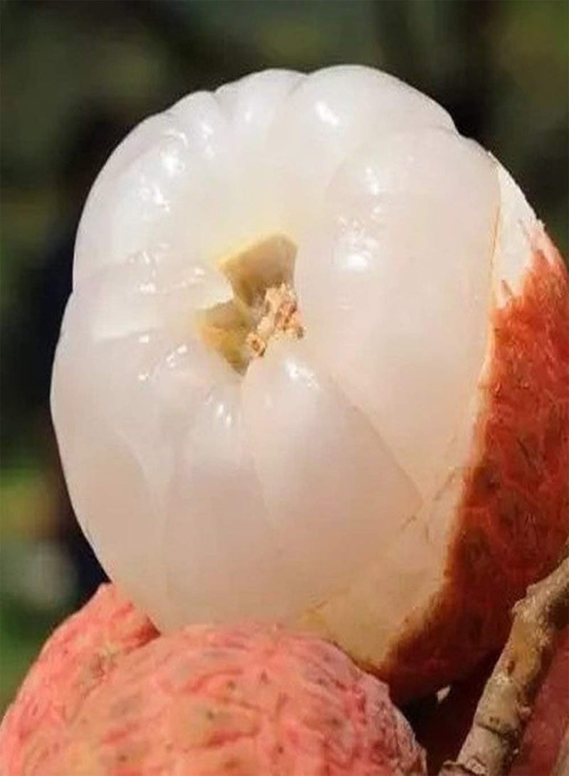 جي جوت 10 قطع من بذور الليتشي، أشجار الفاكهة المزخرفة الموسمية اللذيذة والحلوة، بذور الليتشي الملقحة المفتوحة والخالية من الكائنات المعدلة وراثيًا لزراعة الشرفة في الحديقة، ديكور رائع للحدائق - Image 2