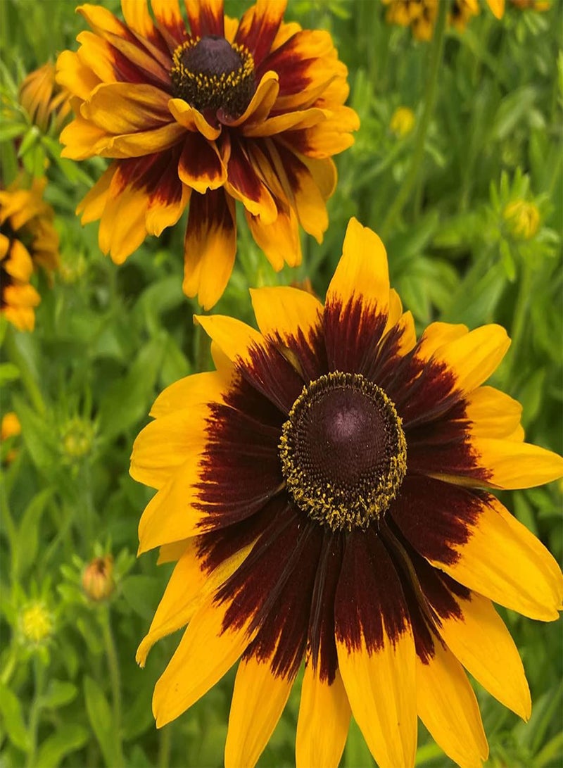 جي جوت 50 بذرة من نبات رودبيكيا النجمة الذهبية، نبات هيرتا معمر، زهور ثنائية اللون، المملكة المتحدة - Image 2