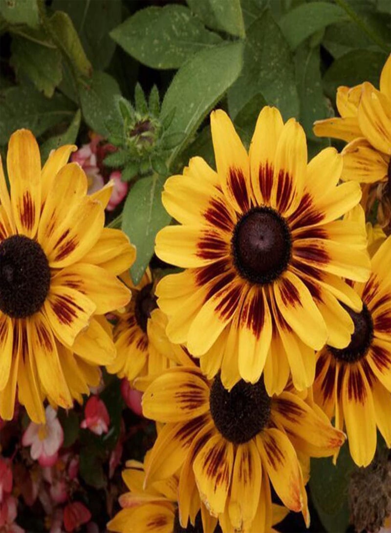 جي جوت 50 بذرة من نبات رودبيكيا النجمة الذهبية، نبات هيرتا معمر، زهور ثنائية اللون، المملكة المتحدة - Image 3