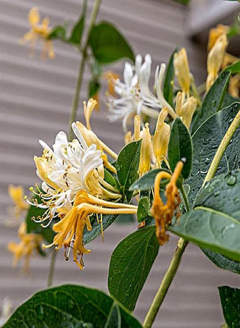 GGOOT 100pcs Honeysuckle Seeds for Gardening Planting Beautiful Flower Fresh Aroma Garden DIY Decoration Suitable for Novice Gardeners - Image 4