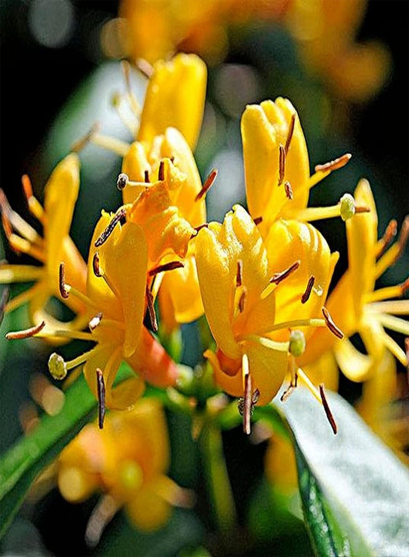 GGOOT 100pcs Honeysuckle Seeds for Gardening Planting Beautiful Flower Fresh Aroma Garden DIY Decoration Suitable for Novice Gardeners - Image 1