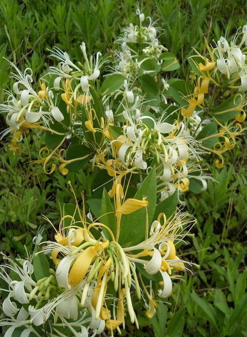 GGOOT 100pcs Honeysuckle Seeds for Gardening Planting Beautiful Flower Fresh Aroma Garden DIY Decoration Suitable for Novice Gardeners - Image 2