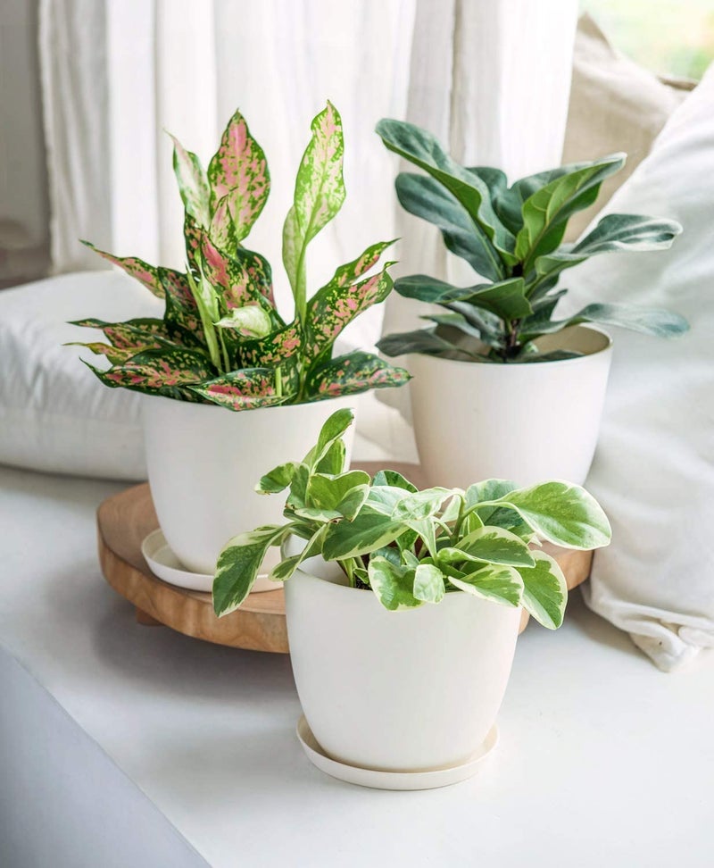 Tim Tim Agro 10" Plastic Plant Pots for Plants with Saucers, Indoor Set of 5 Planters Modern Flower Pot with Drainage Hole for All House Plants, Herbs, Flowers, and Seeding Nursery, Cream White. - Image 4