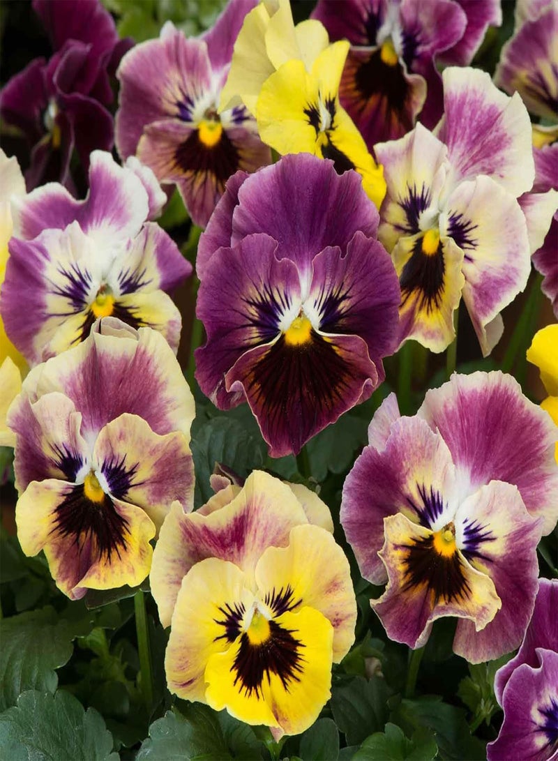 GGOOT Flower Seeds 80+ Pcs Plants Pansy Seeds Pansy Flirty Skirts Mix Pansy Seeds Viola Seeds - Image 1