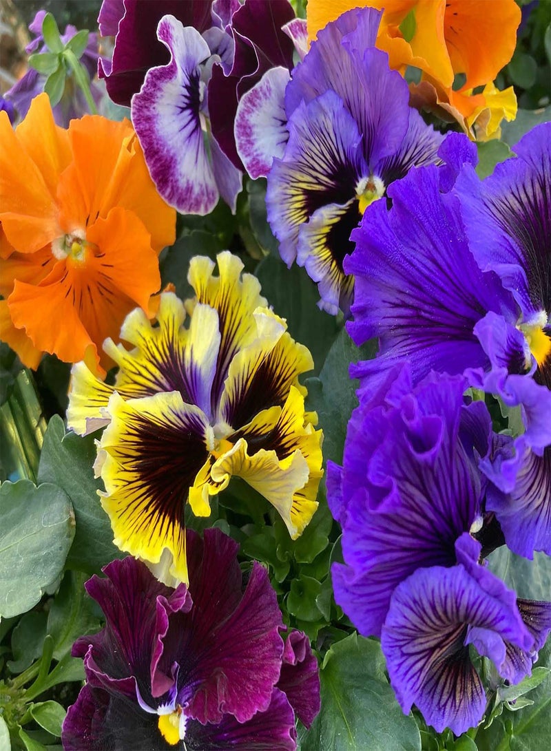GGOOT Flower Seeds 80+ Pcs Plants Pansy Seeds Pansy Flirty Skirts Mix Pansy Seeds Viola Seeds - Image 3