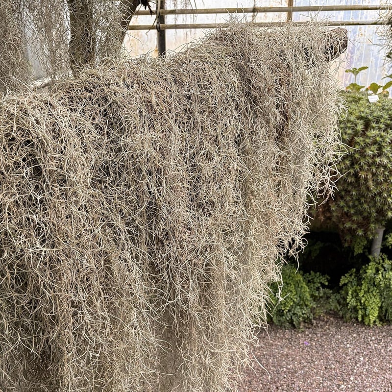 Giegxin 6 Pack Spanish Moss 41" Succulents Faux Moss Artificial Succulent Plants Fake Vines Hanging Plants for Potted Artificial Hanging Garland for Halloween Indoor Outdoor (Brown) - Image 5