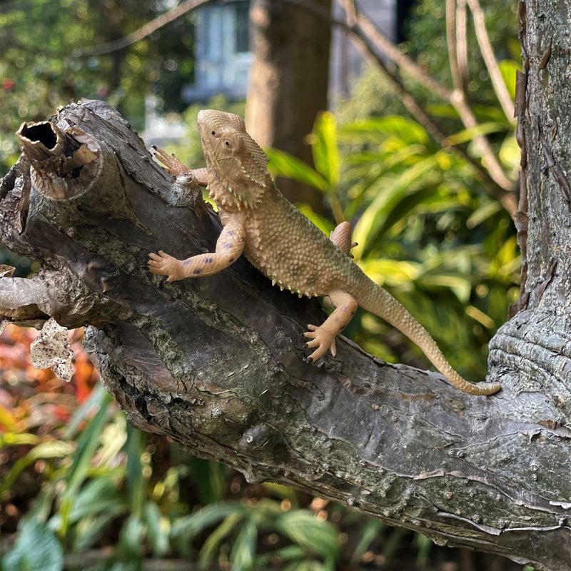 NAKIMO Bearded Dragon Animal Figurine Lizard Toy Realistic Reptile Figures for Decoration, Science Education, Prank Props (Bearded Dragon) - Image 5