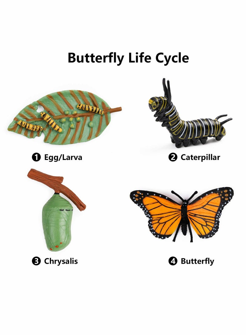 Monarch Butterfly Life Cycle Educational Kit for Kids - Hands-On Learning Tools and Activities to Explore Butterfly Lifecycle - Ideal for Students and Classroom Teaching - Image 2