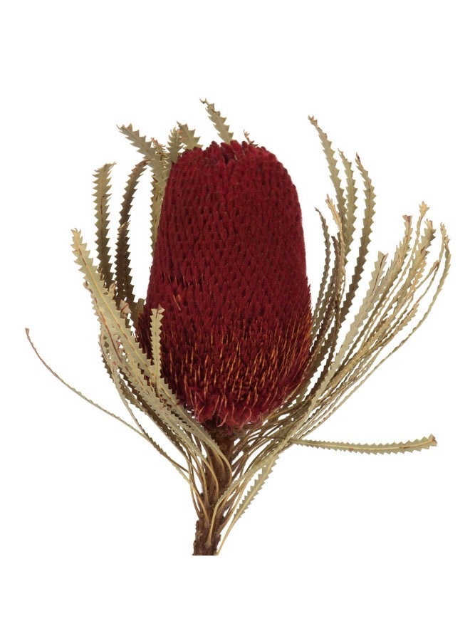 Vickerman Vickerman 12" Jumbo Red Banksia Flower with Stem, Natural Preserved Dried Plant for Wedding Bouquets Home Decor or Everyday Arrangements 3 Per Pack - Image 2