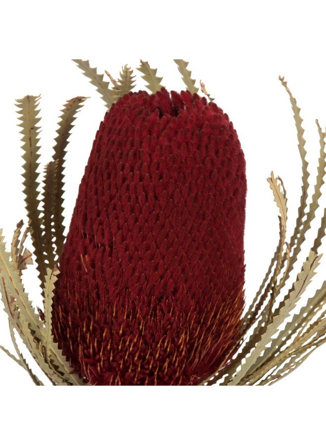 Vickerman Vickerman 12" Jumbo Red Banksia Flower with Stem, Natural Preserved Dried Plant for Wedding Bouquets Home Decor or Everyday Arrangements 3 Per Pack - Image 3