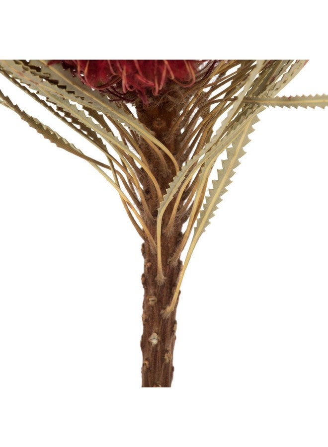 Vickerman Vickerman 12" Jumbo Red Banksia Flower with Stem, Natural Preserved Dried Plant for Wedding Bouquets Home Decor or Everyday Arrangements 3 Per Pack - Image 4