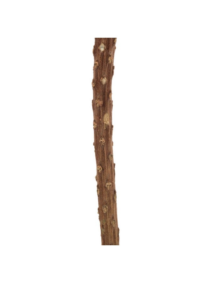 Vickerman Vickerman 12" Jumbo Red Banksia Flower with Stem, Natural Preserved Dried Plant for Wedding Bouquets Home Decor or Everyday Arrangements 3 Per Pack - Image 5