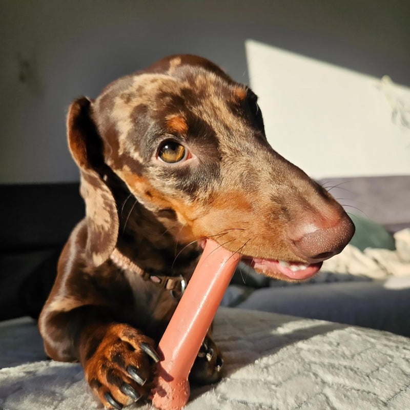 Nylabone Original Bone Power Chew Toy for Dogs, Durable Dog Toys for Aggressive Chewers, Basted Blast Bacon & Chicken Flavor, Medium - Up to 35 lbs, 2 Pack - Image 2