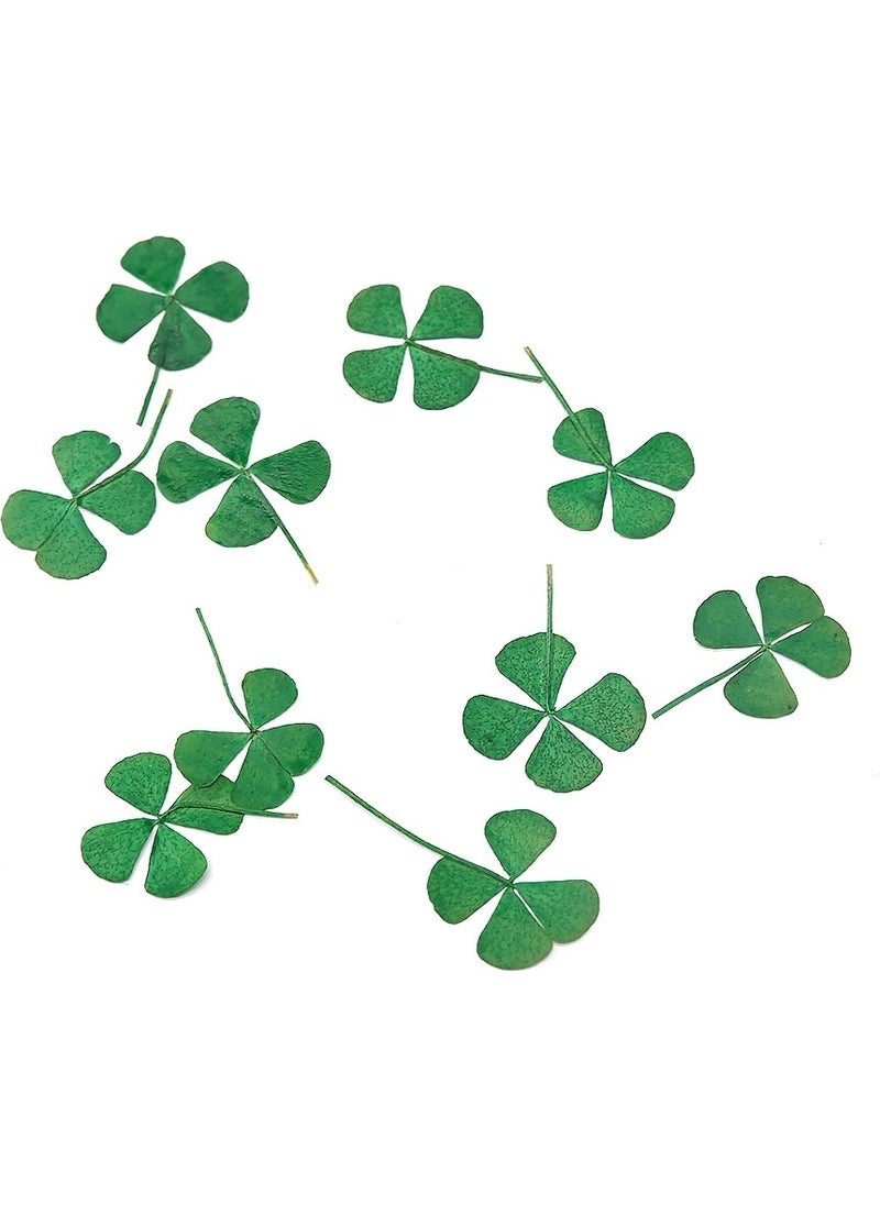 Four Leaf Clover Dried Lucky Flower - pzsku/Z63522B6799413A36ADBAZ/45/_/1734790284/37b74d12-fcd9-4225-85dd-938b78dfdf37