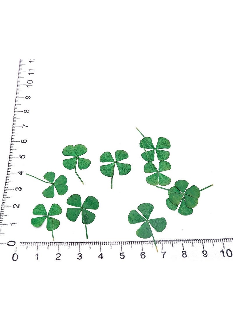 Four Leaf Clover Dried Lucky Flower - pzsku/Z63522B6799413A36ADBAZ/45/_/1734790352/b416d4fd-52ac-46f1-9739-0e15af121a84