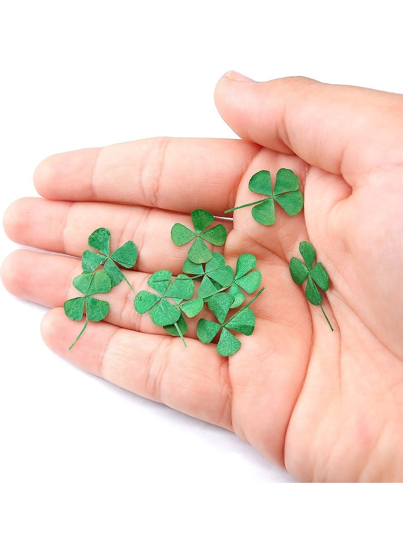 Four Leaf Clover Dried Lucky Flower - pzsku/Z63522B6799413A36ADBAZ/45/_/1734790402/79b8a04a-92e0-4238-93ff-385b1d62bad9