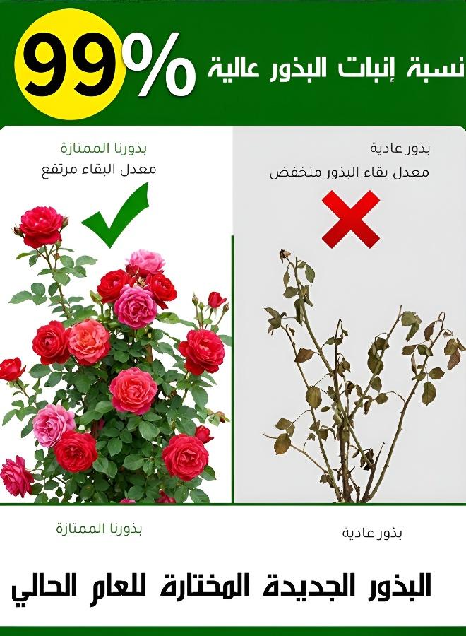 200pcs Mixed Color Climbing Rose Seeds Year-Round Flowering Garden Plants - Image 2
