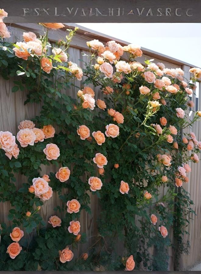 200pcs Mixed Color Climbing Rose Seeds Year-Round Flowering Garden Plants - Image 1