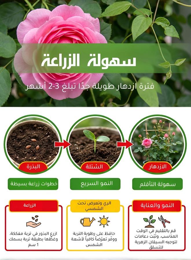 200pcs Mixed Color Climbing Rose Seeds Year-Round Flowering Garden Plants - Image 5