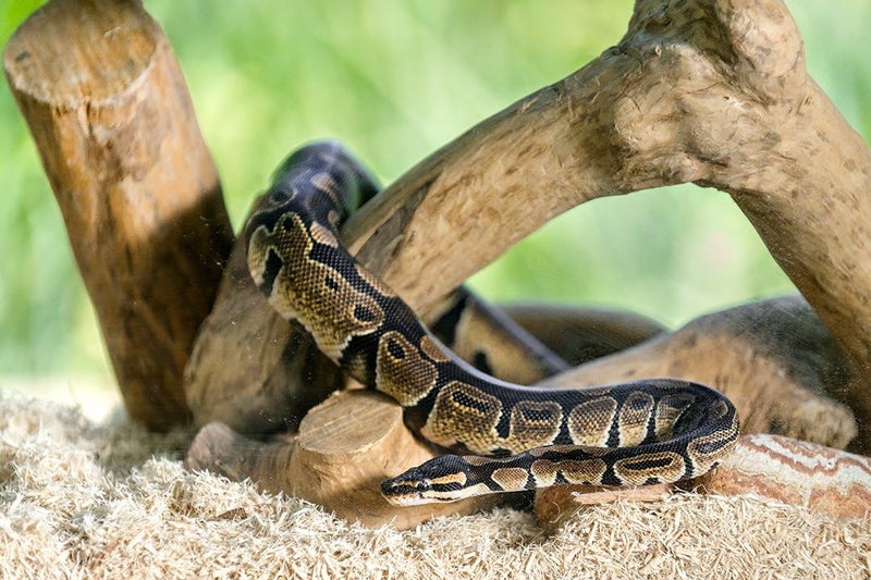 Galapagos جالاباجوس (05064) فراش نشارة أسبن ديجز، 8 كوارت، طبيعي - Image 4