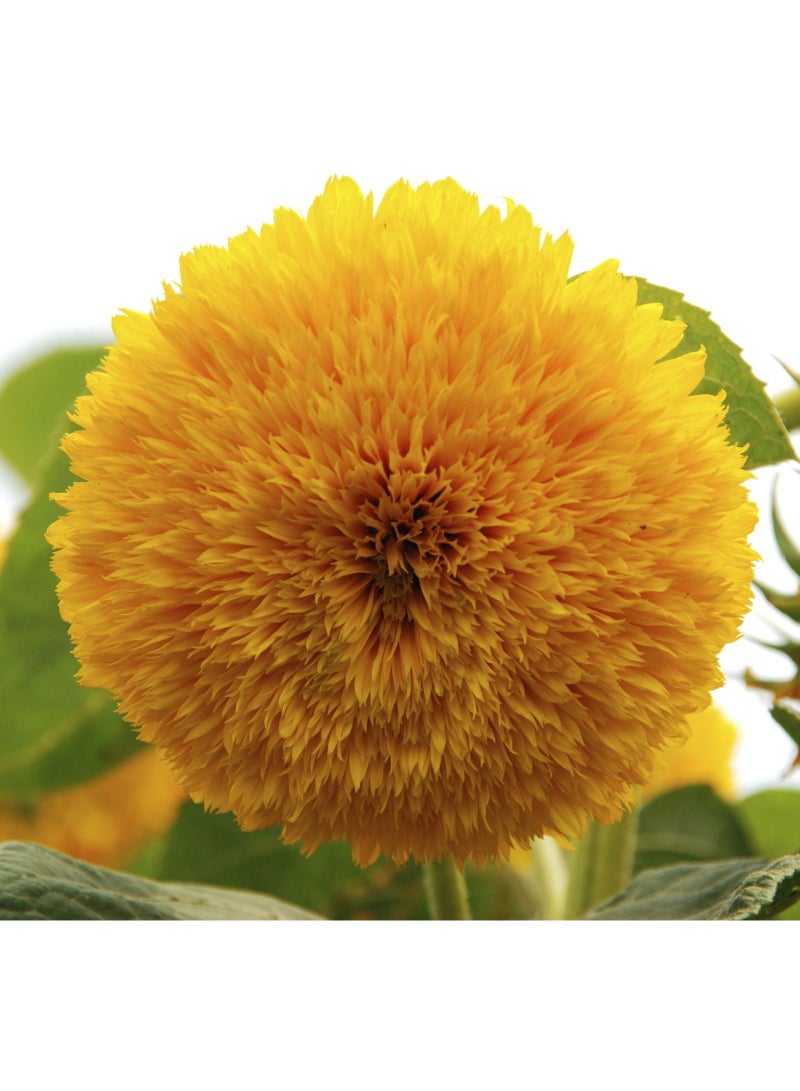 ڤسيل24 بذور دوار الشمس تيدي بير (Helianthus annuus) – زهرة صفراء مزدوجة قزمية للحدائق والأصص - Image 1